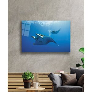 Balık Sualtı Cam Tablo 50x70 cm