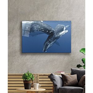 Balıklar Sualtı Cam Tablo 50x70 cm