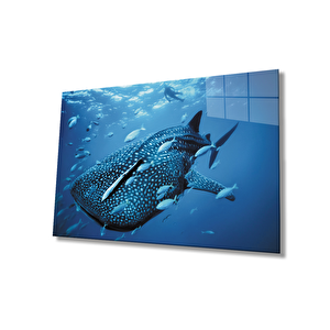 Balıklar Sualtı Cam Tablo 50x70 cm