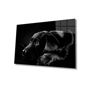 Köpek Hayvancam Tablo 50x70 cm