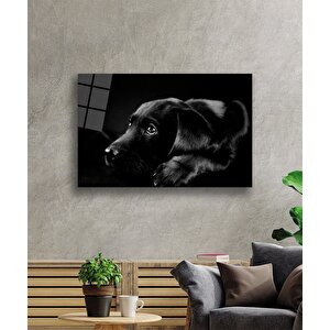 Köpek Hayvancam Tablo 50x70 cm