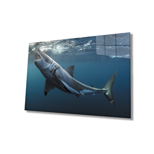 Köpek Balığı Sualtı Cam Tablo 50x70 cm