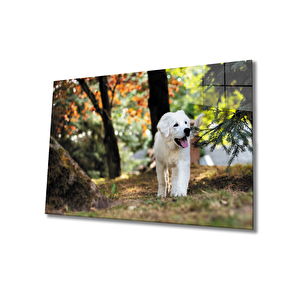 Köpek Cam Tablo 50x70 cm