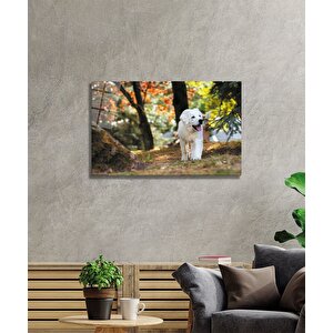 Köpek Cam Tablo 50x70 cm