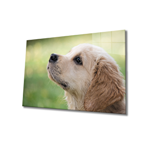 Köpek Cam Tablo 36x23 cm