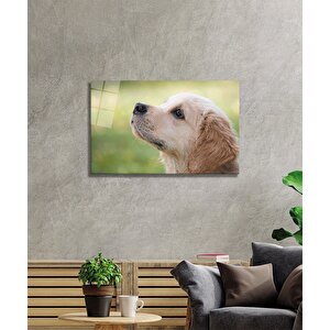 Köpek Cam Tablo 36x23 cm