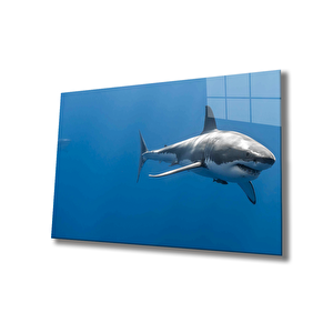 Köpek Balığı Cam Tablo Shark 50x70 cm