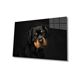 Köpek Hayvancam Tablo 50x70 cm