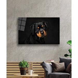 Köpek Hayvancam Tablo 50x70 cm