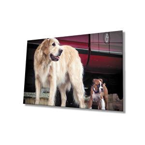 Köpek Cam Tablo 50x70 cm