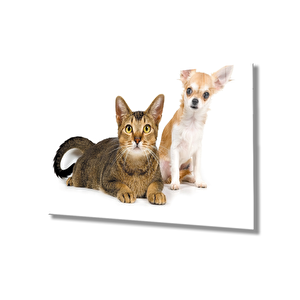 Kedi Köpek 36x23 cm
