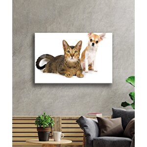 Kedi Köpek 36x23 cm
