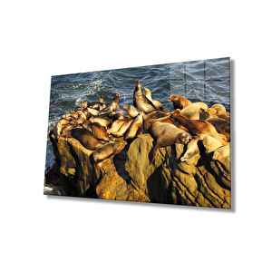 Fok Balıkları Hayvan Cam Tablo 110x70 cm