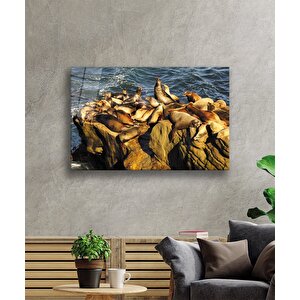 Fok Balıkları Hayvan Cam Tablo 110x70 cm