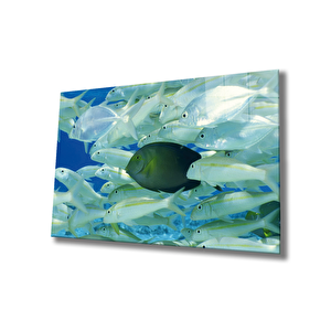 Balıklar Sualtı Cam Tablo Marine Life Fishes 110x70 cm