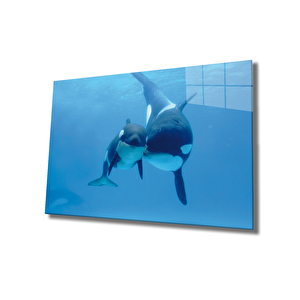 Köpek Balıkları Cam Tablo Sharks 36x23 cm