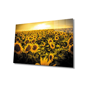 Gün Batımı Manzarası Ayçiçeği Tarlası Sarı Cam Tablo 50x70 cm