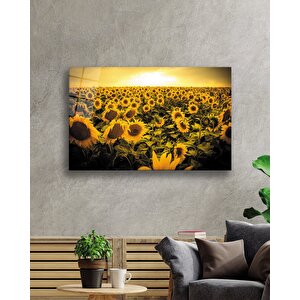 Gün Batımı Manzarası Ayçiçeği Tarlası Sarı Cam Tablo 50x70 cm