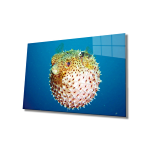 Fugu Balığı Cam Tablo Fugu 50x70 cm
