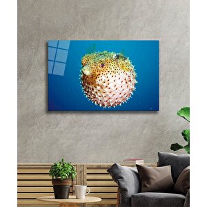 Fugu Balığı Cam Tablo Fugu 50x70 cm