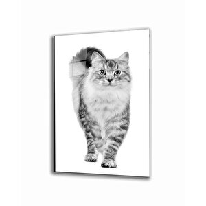 Kedi Hayvan Cam Tablo 36x23 cm