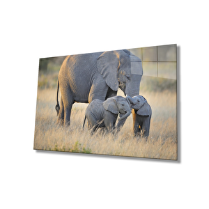Hayvan Fil Cam Tablo 50x70 cm