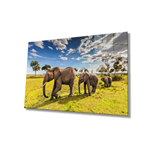 Fil Hayvan Cam Tablo 50x70 cm