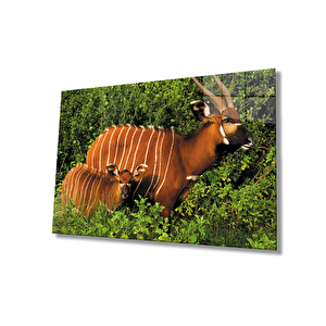 Bongo Hayvan Cam Tablo 110x70 cm