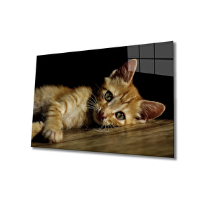 Kedi Cam Tablo 36x23 cm