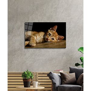 Kedi Cam Tablo 50x70 cm