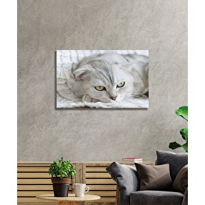 Kedi Cam Tablo 50x70 cm