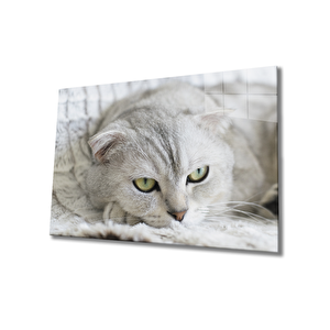 Kedi Cam Tablo 90x60 cm