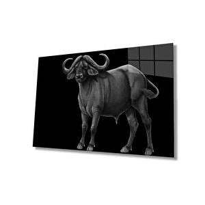 Bufalo Hayvan Cam Tablo 50x70 cm