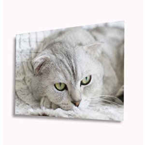 Kedi Cam Tablo 110x70 cm