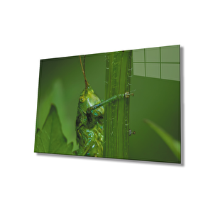 Yeşil Hayvan Çekirge Cam Tablo 50x70 cm