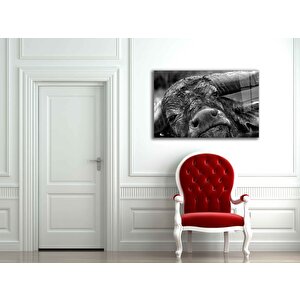 Manda Hayvan Cam Tablo 50x70 cm