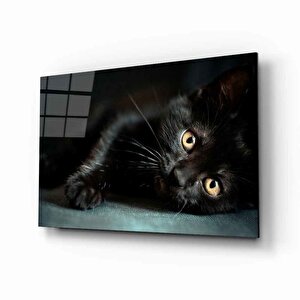 Kedi Hayvancam Tablo 50x70 cm
