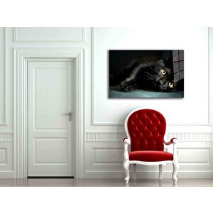 Kedi Hayvancam Tablo 50x70 cm