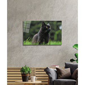 Kedi Cam Tablo 36x23 cm