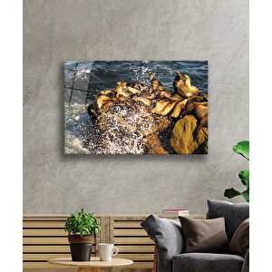 Fok Balığı Hayvan Cam Tablo 110x70 cm