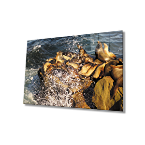 Fok Balığı Hayvan Cam Tablo 50x70 cm