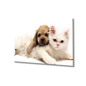 Kedi Ve Köpek Cam Tablo 50x70 cm