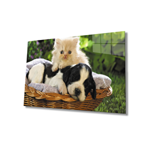 Kedi Köpek Cam Tablo 50x70 cm