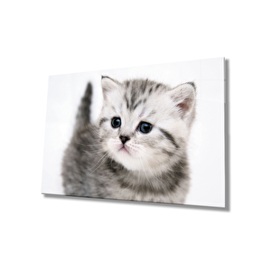 Kedi Cam Tablo Cat Table 110x70 cm