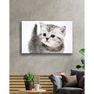 Kedi Cam Tablo Cat Table 110x70 cm