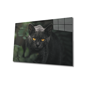 Siyah Kedi Cam Tablo 50x70 cm
