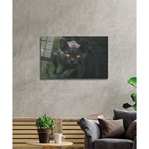 Siyah Kedi Cam Tablo 50x70 cm