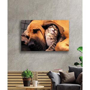 Kedi Köpek Cam Tablo 50x70 cm