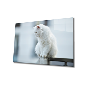 Beyaz Kedi Cam Tablo 50x70 cm