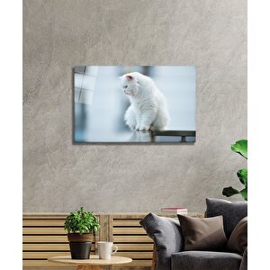 Beyaz Kedi Cam Tablo 50x70 cm